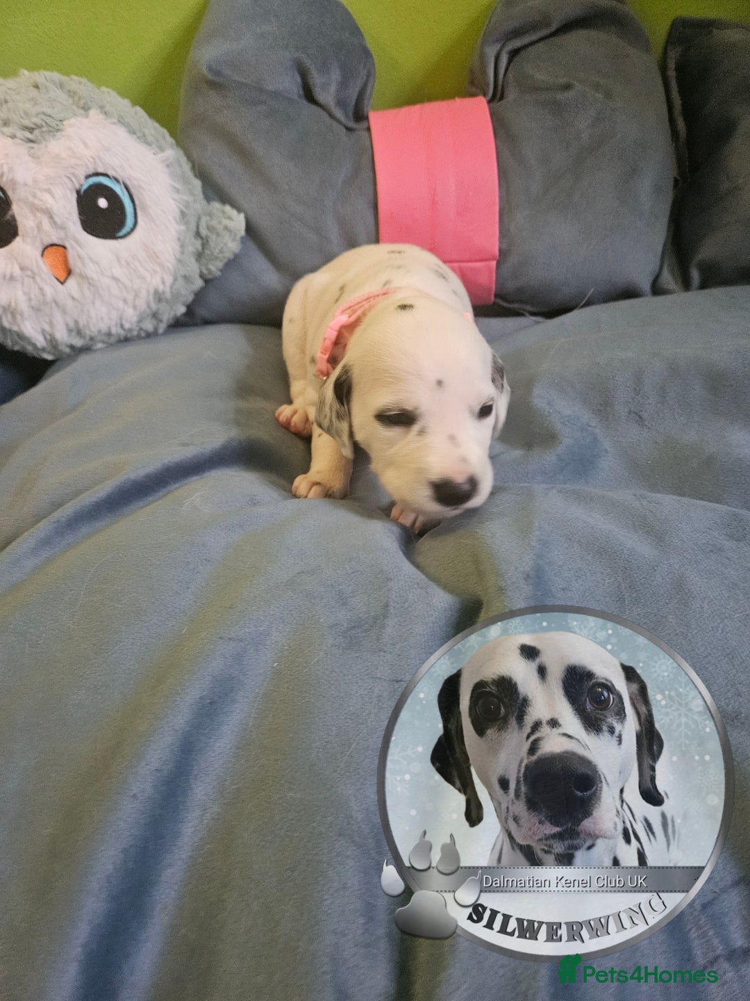 Dalmatian dogs for sale: 6 KC Dalmatian puppies Left - Image 26