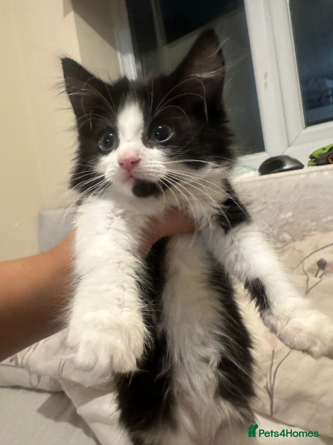 British Longhair cats for sale: beautiful tuxedo longhair needs foreveerhome - Image 2
