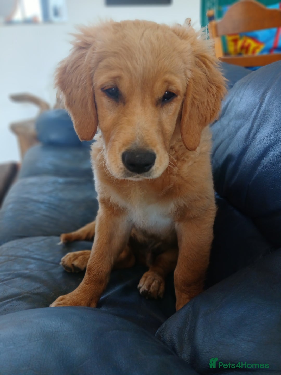 Golden Retriever dogs for sale: Golden retriever puppy - Image 5
