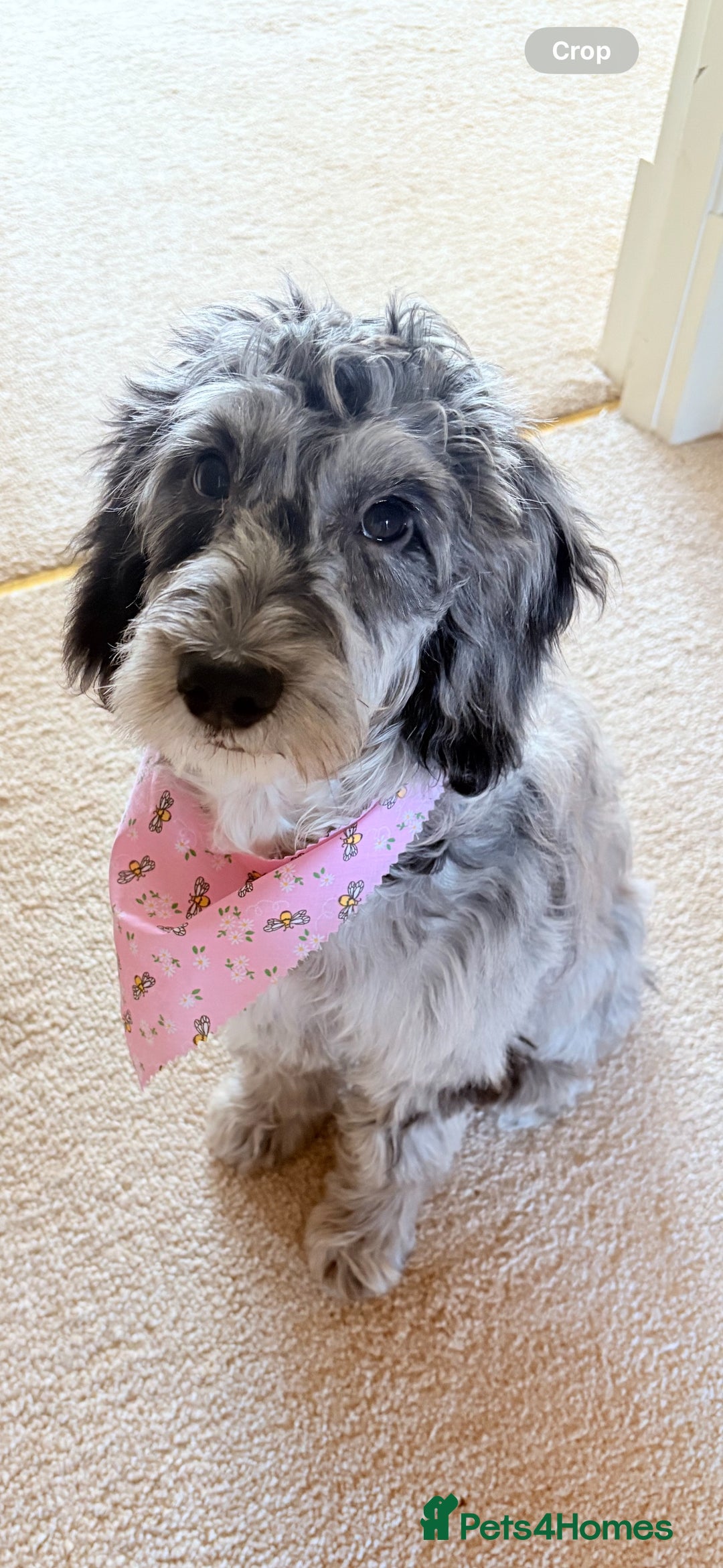 Cockapoo dogs for sale: Beautiful, gentle, fully-trained Merle Cockapoo - Advert 2