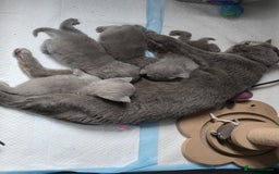 British Shorthair cats for sale: GCCF champ bloodlines Bsh - Image 25