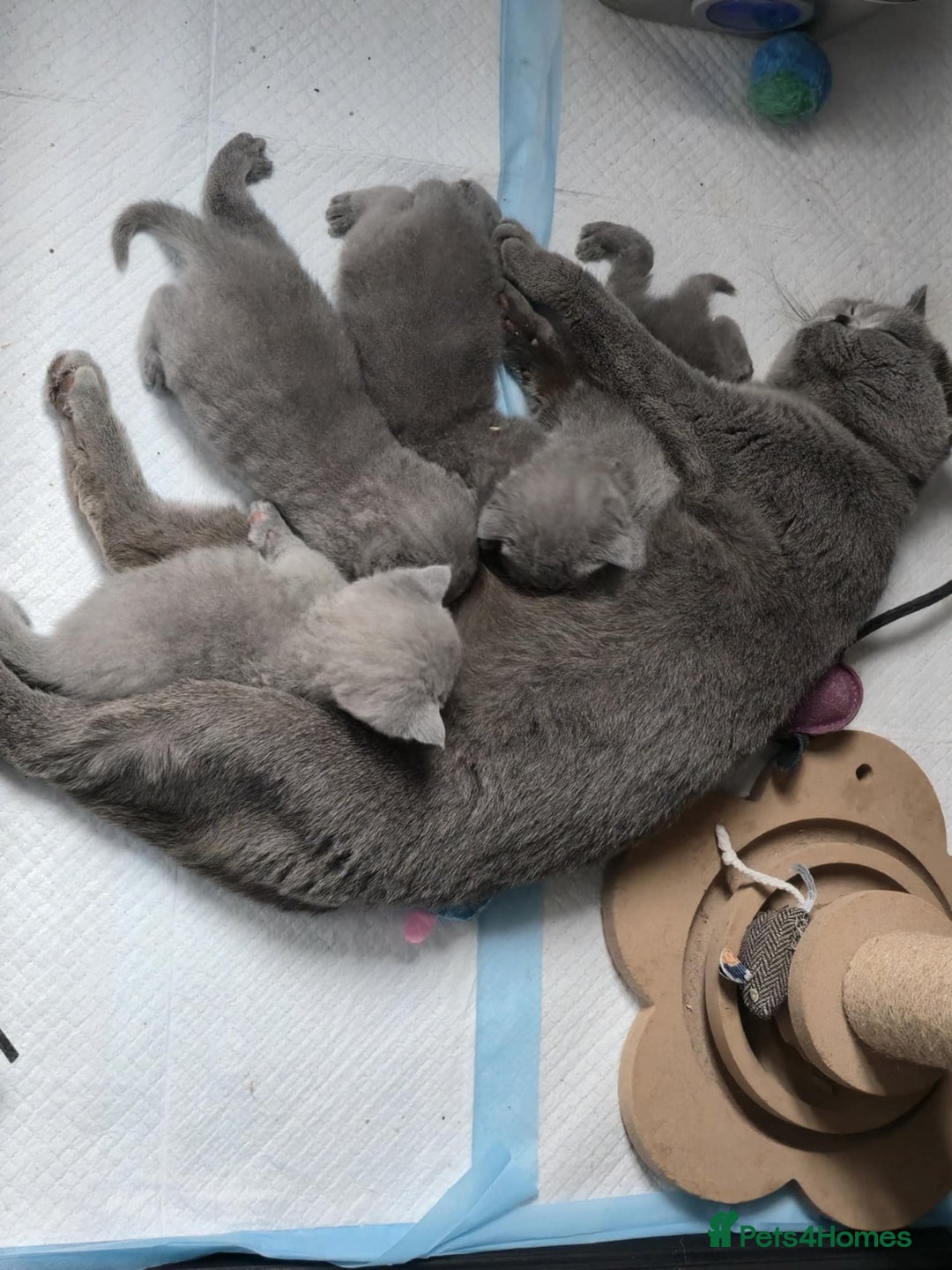 British Shorthair cats for sale: GCCF champ bloodlines Bsh - Image 25
