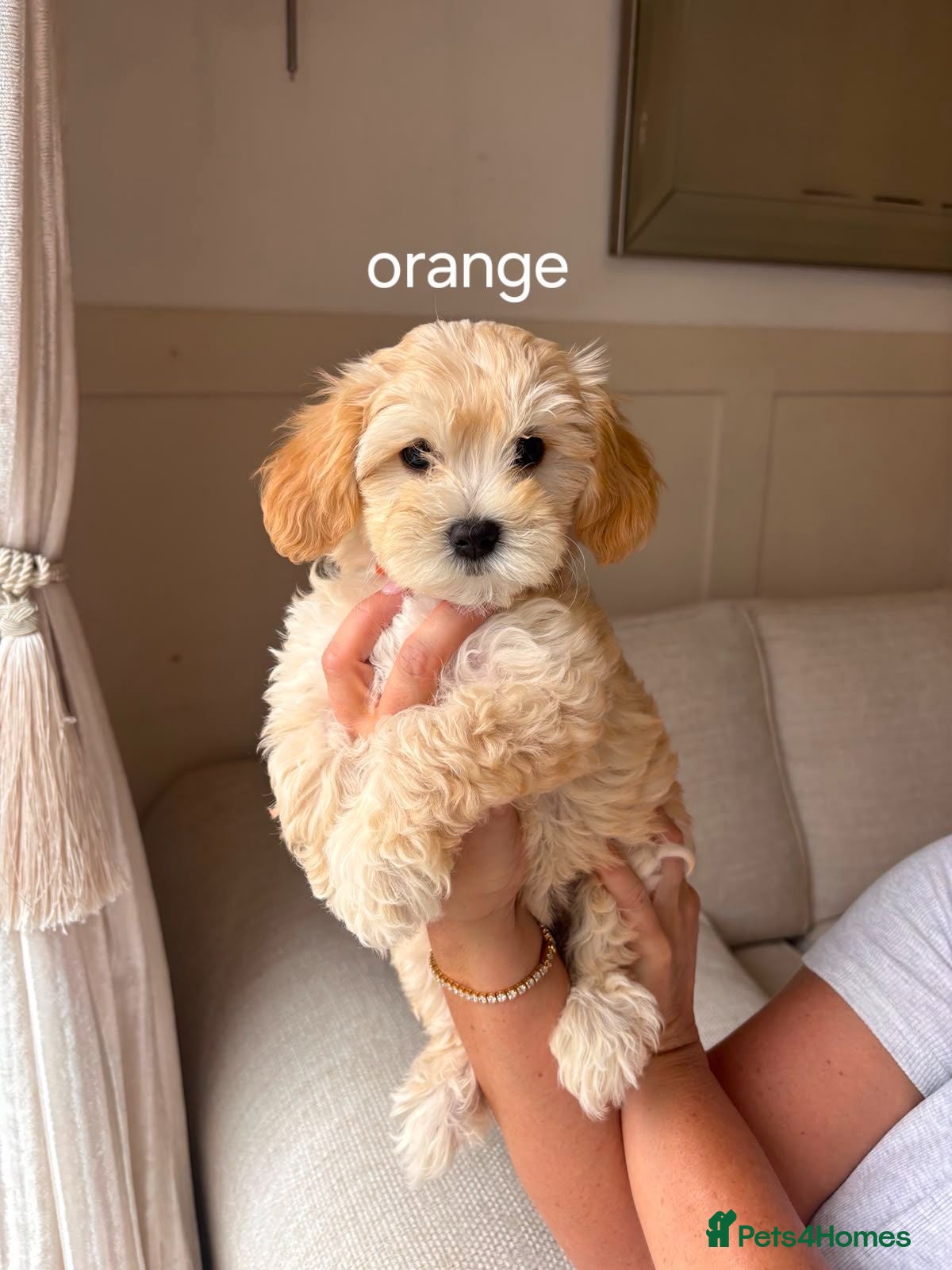 Maltipoo dogs 2 multipoo girls left due to no show - Advert 2