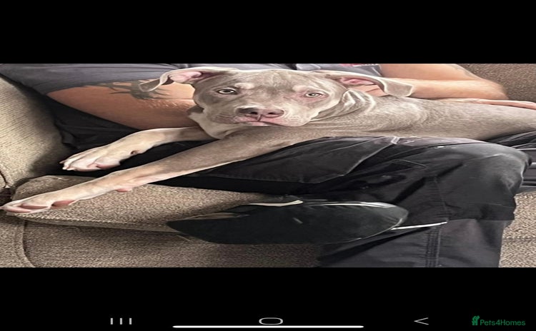 Mixed Breed dogs - Advert 2