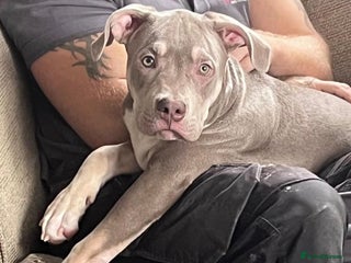 Mixed Breed dogs for sale - Advert 1