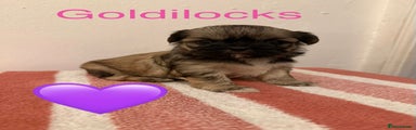 Shih Tzu Puppy 1 Goldilocks 