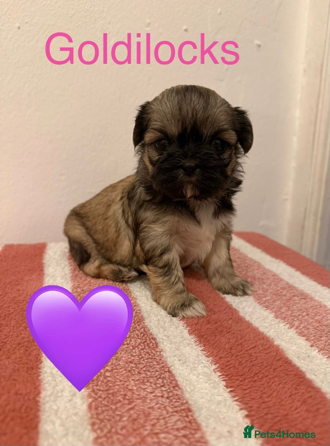 Shih Tzu dogs for sale: Shih Tzu puppies  - Advert 5