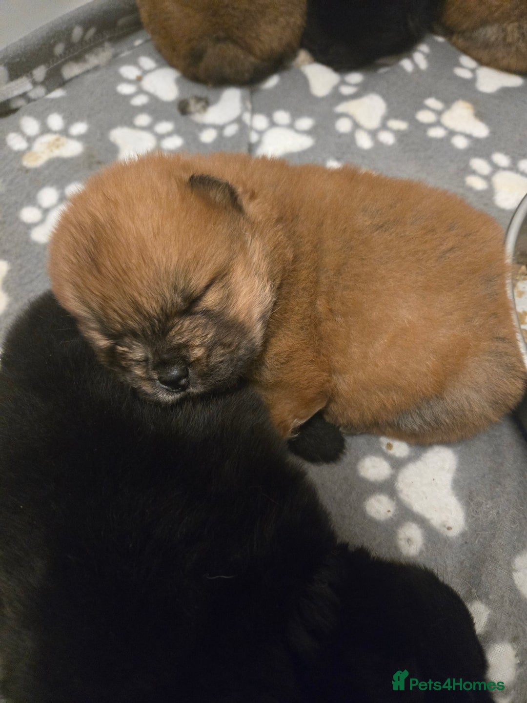 Chow Chow dogs for sale: Ready leave  **  EVE chocolate carrier CHOW CHOW - Advert 2