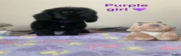 Cockapoo dogs for sale: 💕 cockapoo pups 💕 - Advert 6