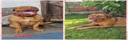 Dogue De Bordeaux dogs for sale:  KC Registered Dogue de Bordeaux Puppies-Champion  - Advert 2