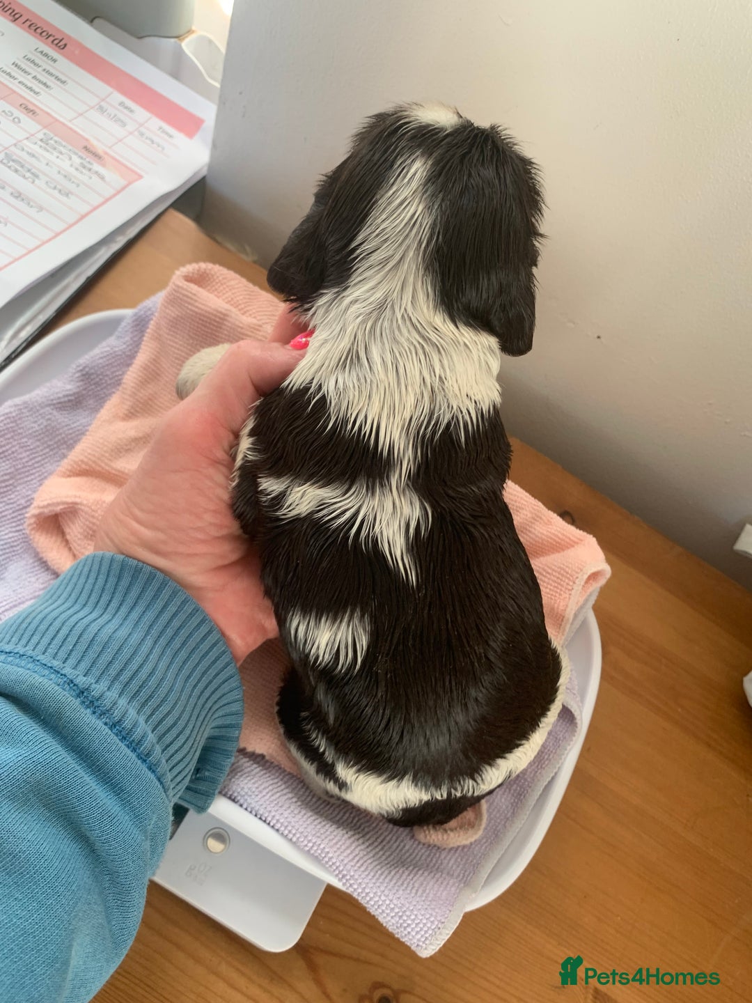 Cocker Spaniel dogs for sale: Beautiful show line cocker spaniel puppies  - Advert 30