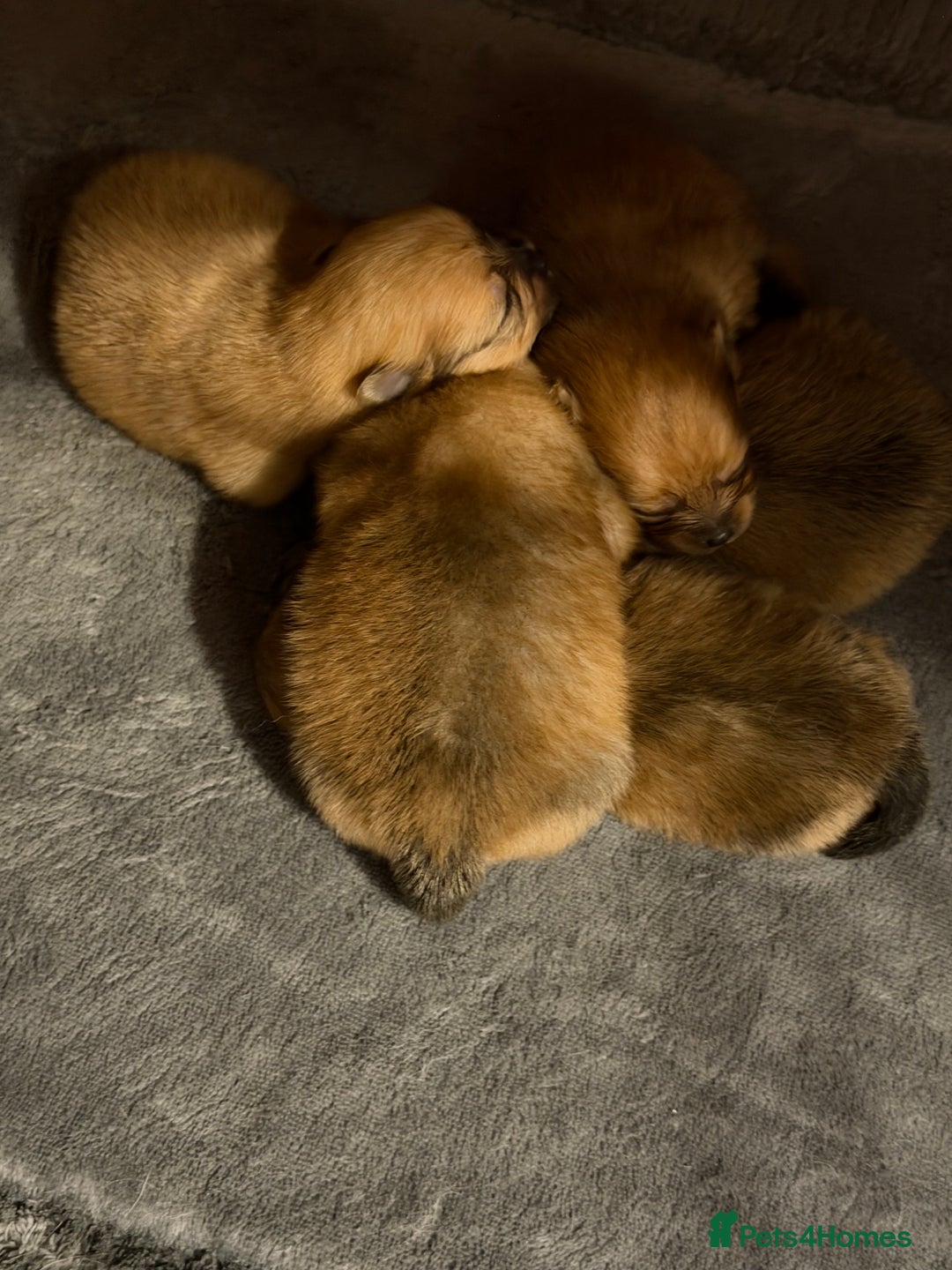 Pomeranian dogs for sale: Fluffy Pomeranian Boys Full of Love  - Advert 7