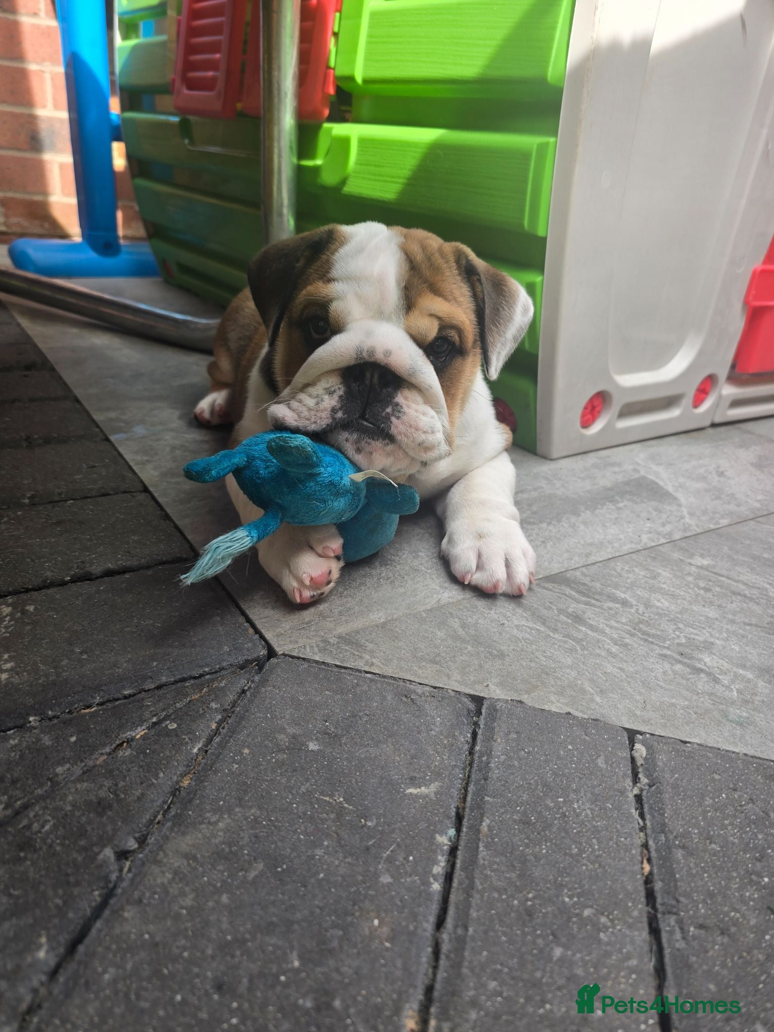 English Bulldog dogs 🐾 Last girl available  ready Thursday 🥰 - Advert 7