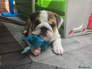 English Bulldog dogs 🐾 Last girl available ready Thursday 🥰 - Advert 7