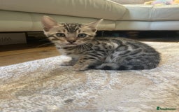 Bengal cats for sale: Pure bengal kittens - Image 20