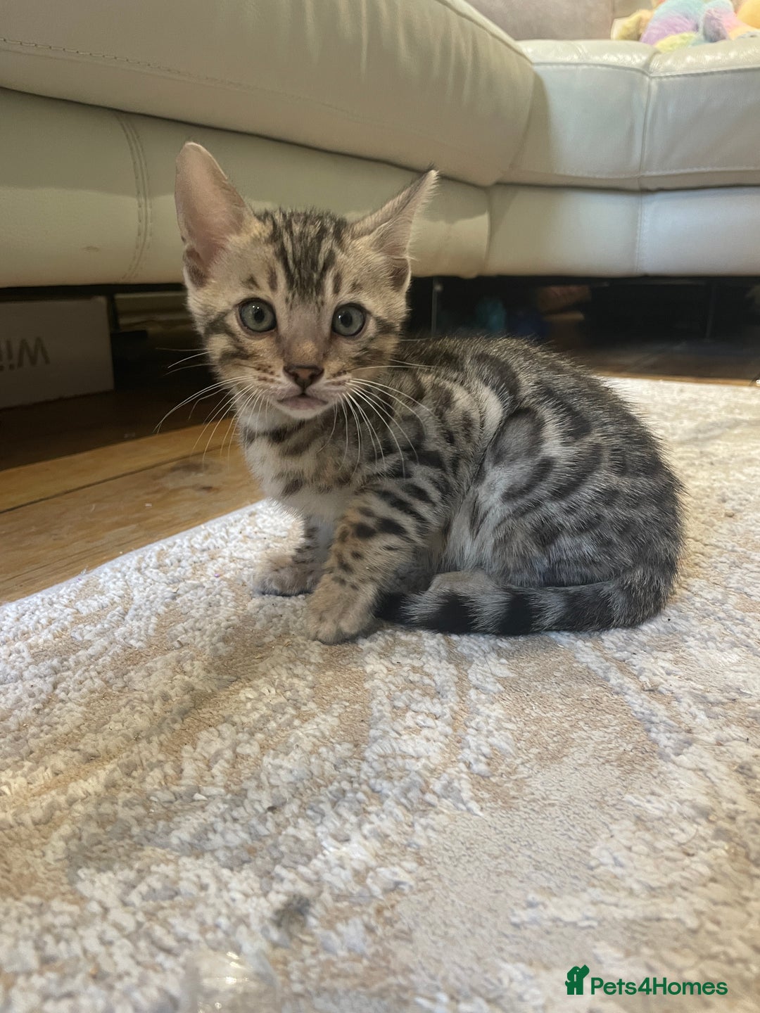 Bengal cats for sale: Pure bengal kittens - Image 20