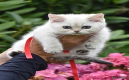 British Shorthair cats for sale: Champion sired Golden Colourpoint Kittens  - Image 32