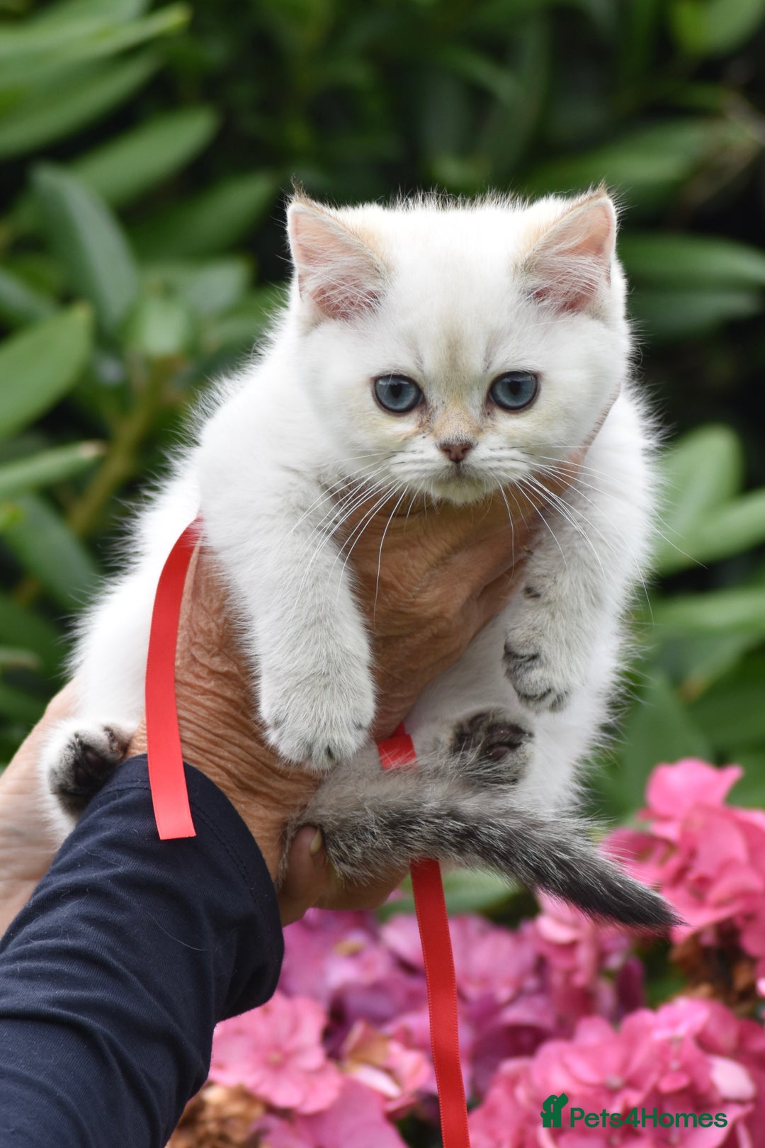 British Shorthair cats for sale: Champion sired Golden Colourpoint Kittens  - Image 32