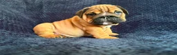 English Bulldog dogs for sale: Quality English bulldogs  - Advert 6