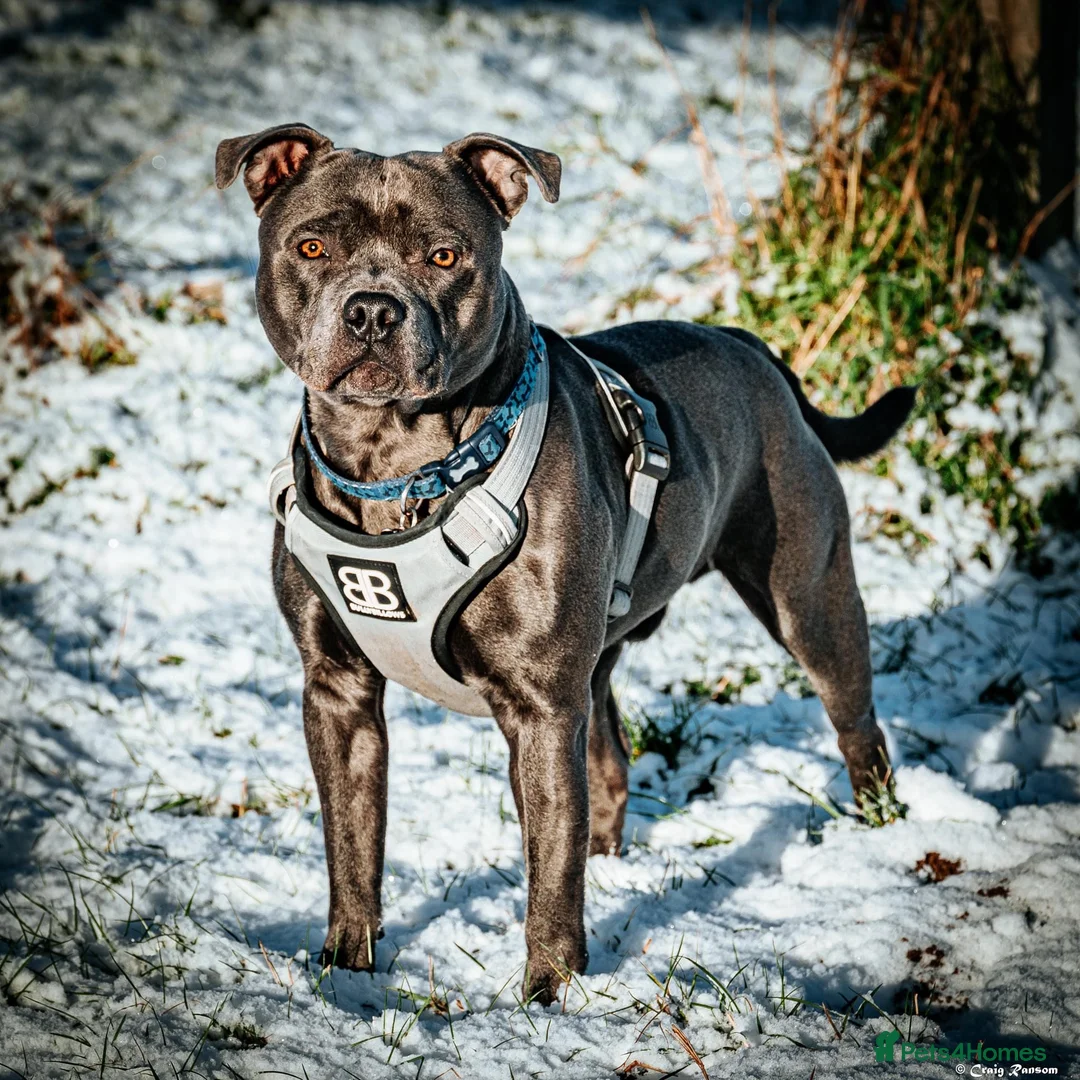 Staffordshire Bull Terrier dogs for sale: Blue Staffordshire bull terrier puppies - Advert 2