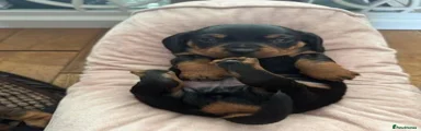 Miniature Dachshund 1
