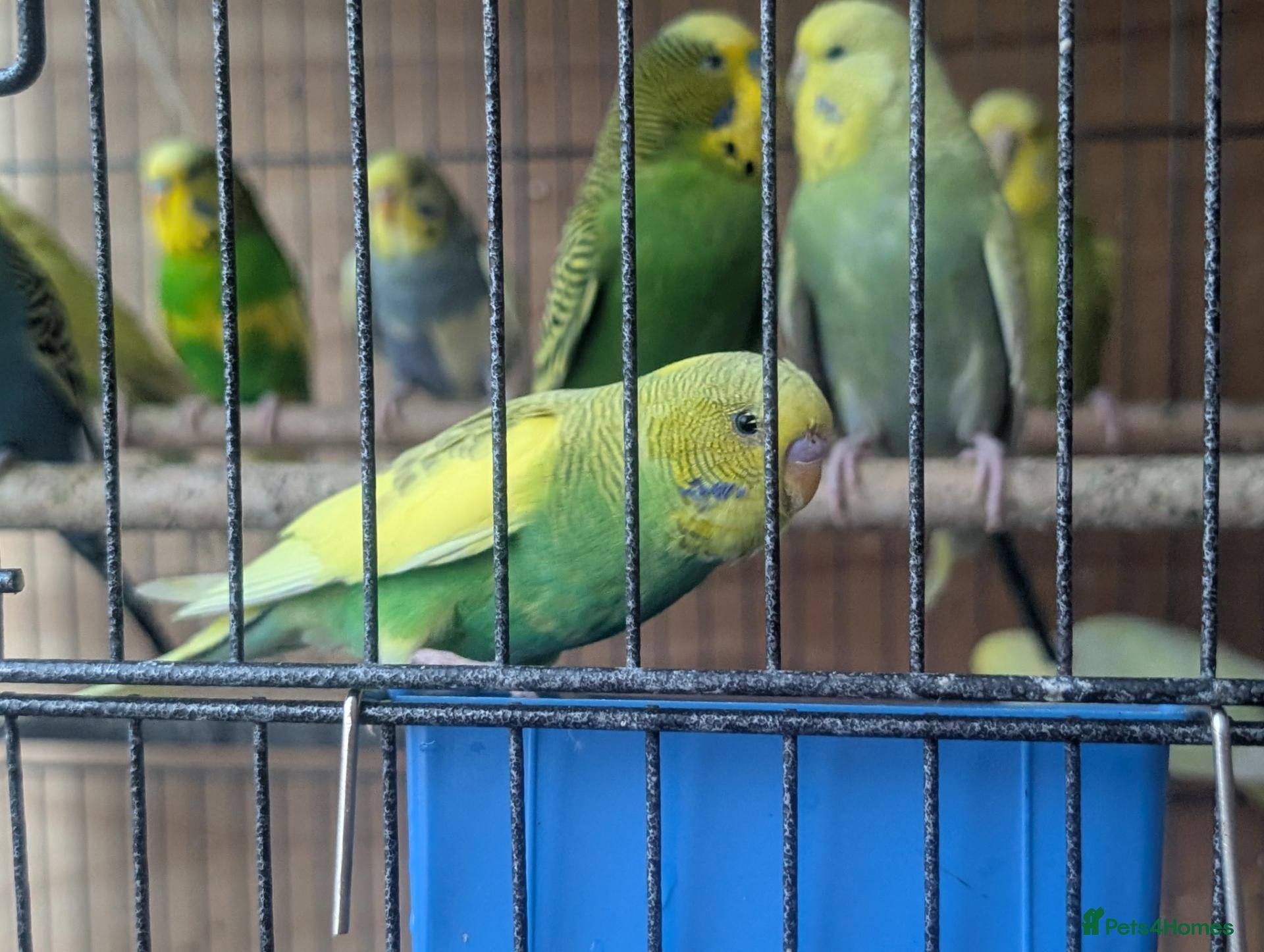 Budgerigars birds Bulk Lot Budgies - Advert 2