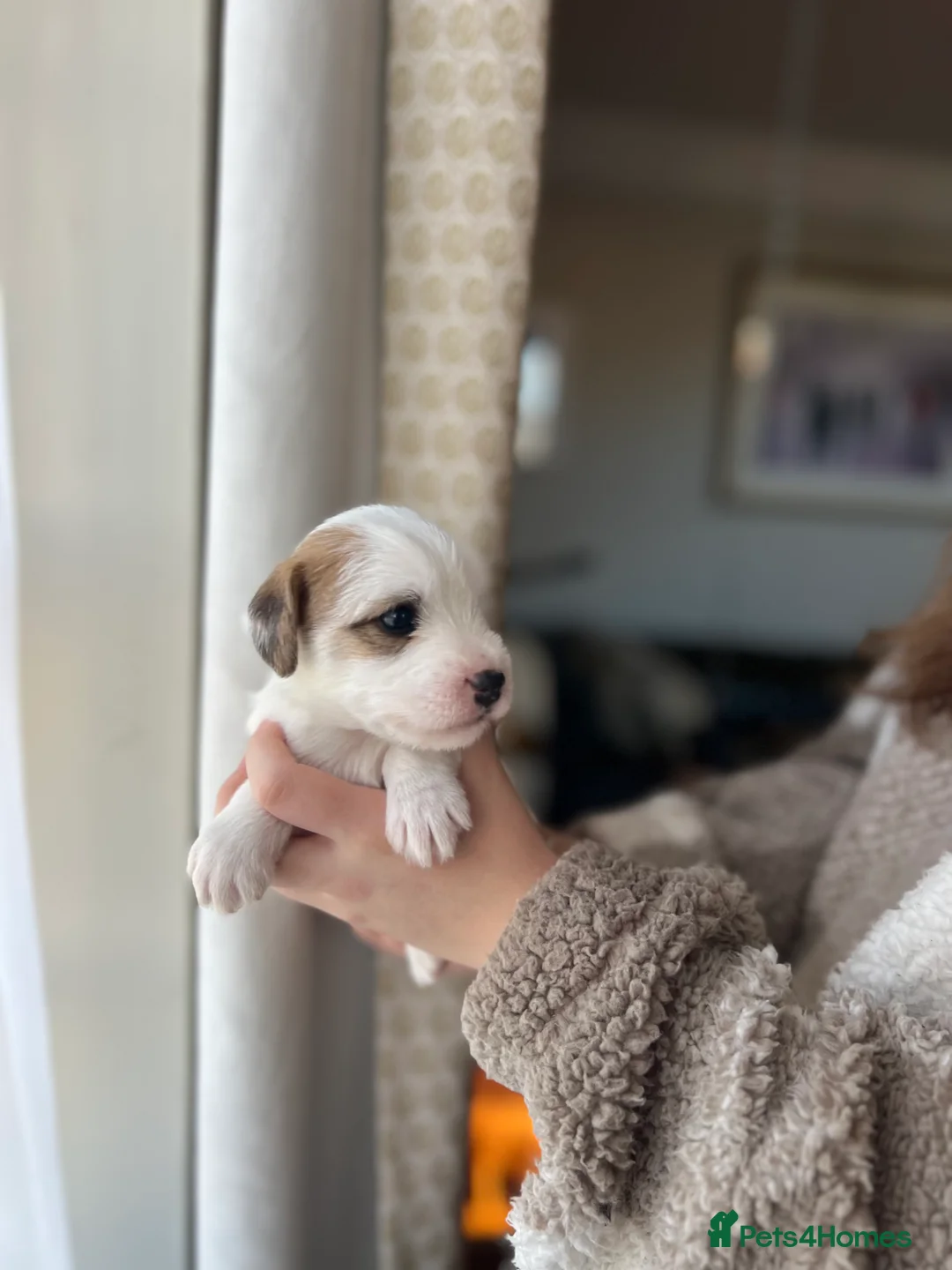 Parson Russell dogs for sale: Stunning KC REG Parson Terrier Pups  - Advert 18