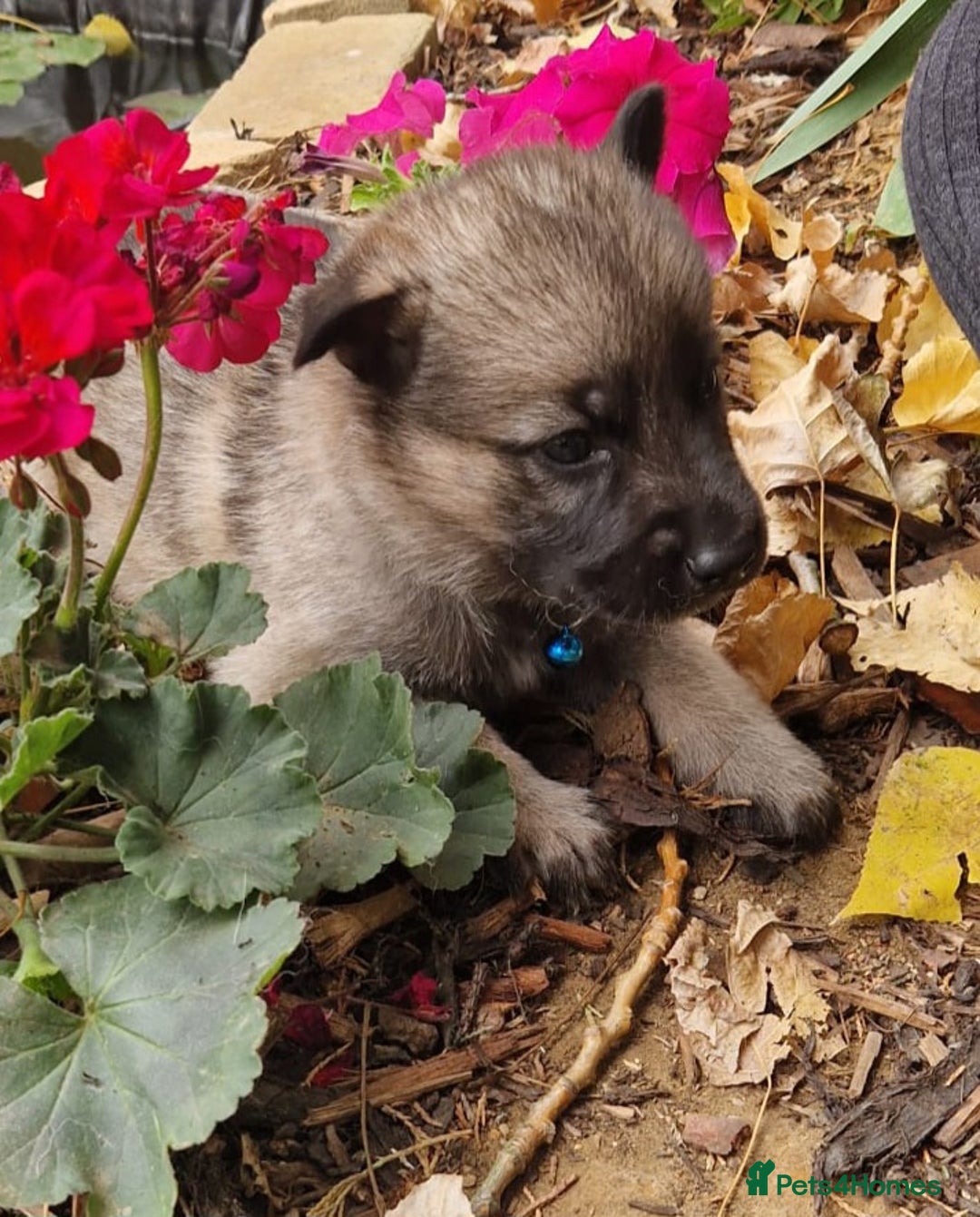 Shepsky dogs for sale: Beautiful chunky litter of shepsky pups - Image 5