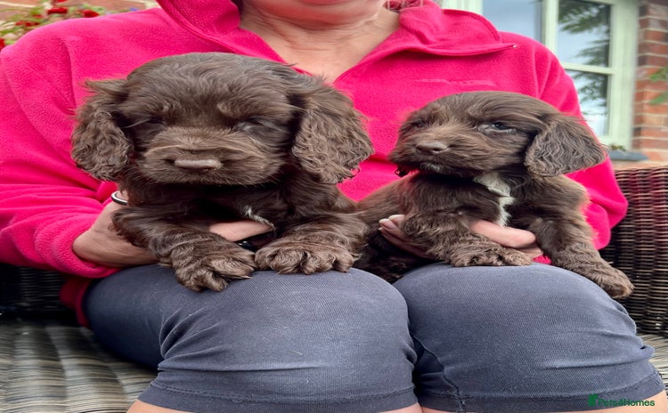Cocker Spaniel dogs - Advert 7