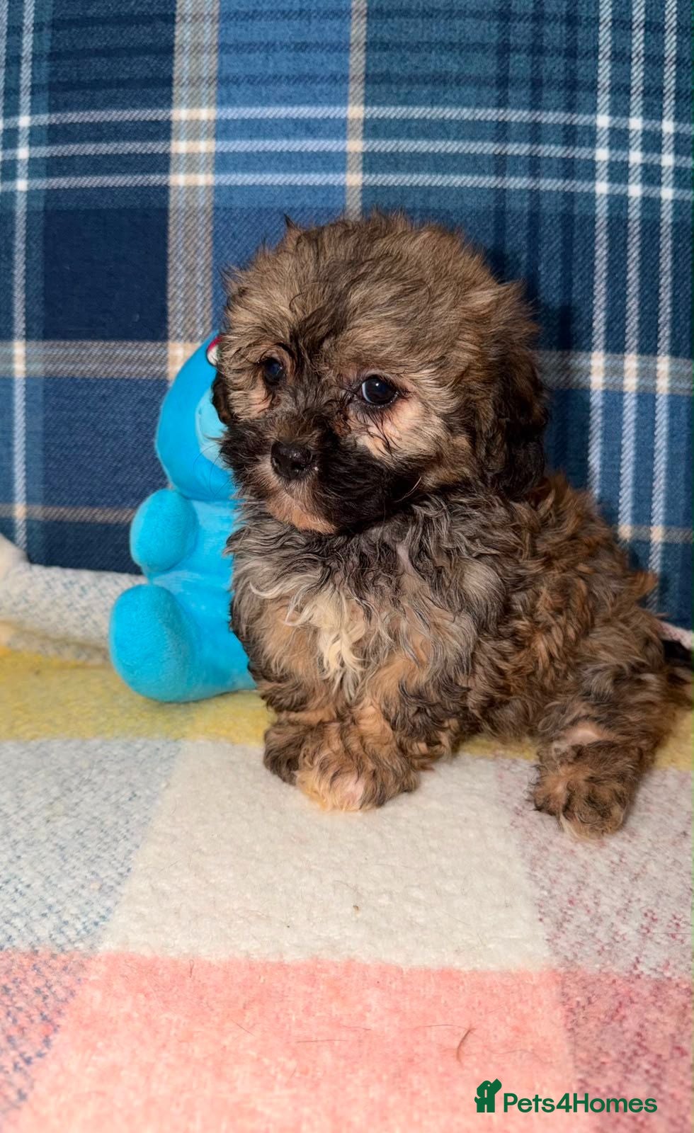 Shihpoo dogs Stunning Shihpoo Puppies Ready Now - Advert 2