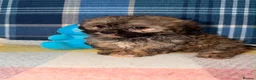 Shihpoo dogs for sale: Stunning Shihpoo Puppies Ready Now - Advert 5
