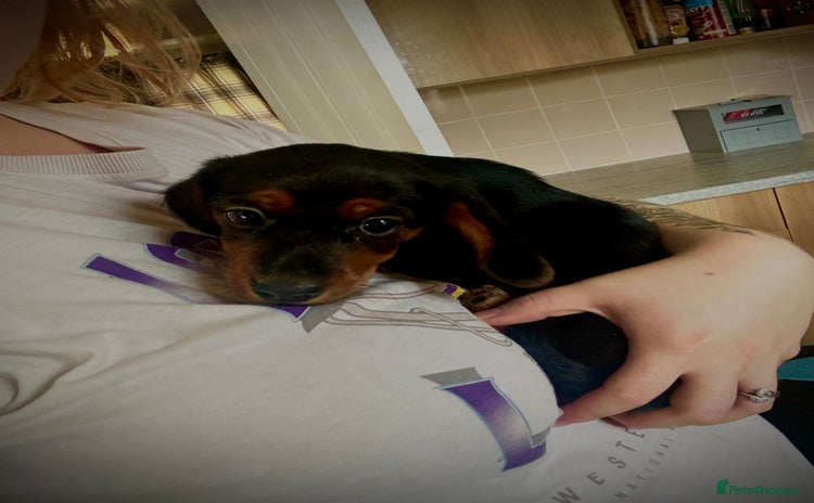 Doxiepoo dogs - Advert 1