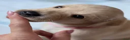 Labrador Retriever dogs for sale: Kennel Club Registered Labrador Puppies 🐾 - Advert 8