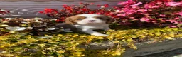 Cavalier King Charles Spaniel dogs for sale: Cavalier King Charles Spaniel KC registered  - Advert 8