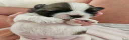 Shih Tzu dogs for sale: Beautiful shihtzu puppies  - Advert 10