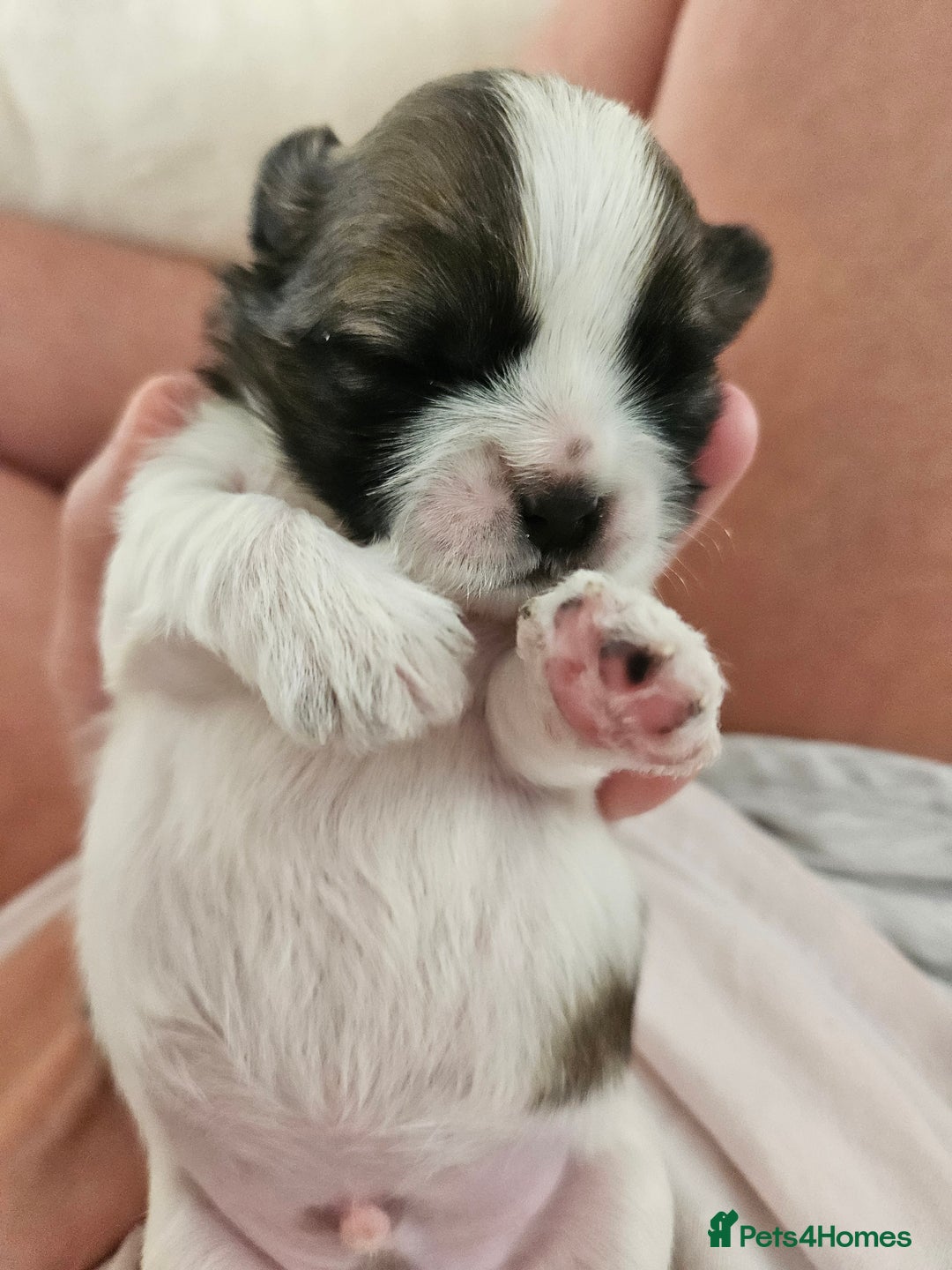 Shih Tzu dogs for sale: Beautiful shihtzu puppies  - Advert 10