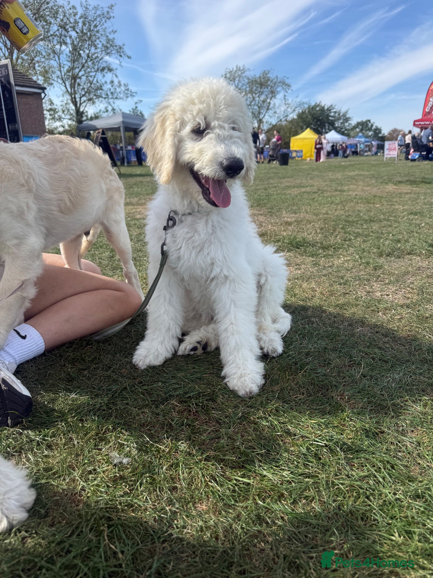 Goldendoodle dogs 🐾 Goldendoodle large puppies ready now 🐾 - Advert 2