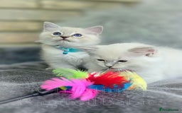 Ragdoll cats for sale: 🩵 Pure Ragdoll Kittens Ready Now 🩷 - Image 5
