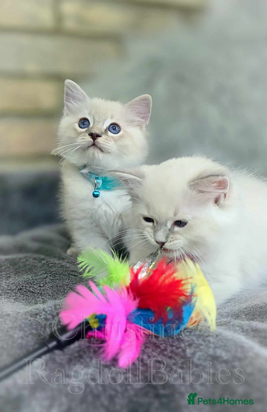 Ragdoll cats for sale: 🩵 Pure Ragdoll Kittens Ready Now 🩷 - Image 5