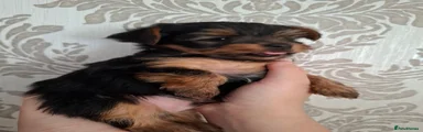 Yorkshire Terrier 3