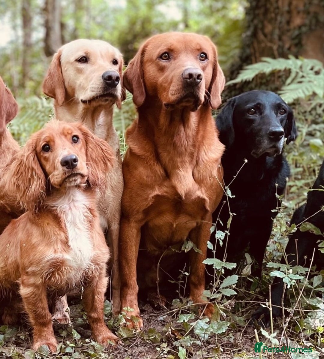 Labrador Retriever dogs for sale: Beautiful Fox Red Labrador KC Reg Puppies  - Advert 3
