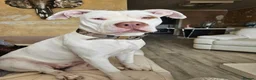 American Bulldog dogs for sale: American x bully - Advert 3
