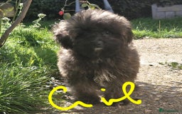 Maltipoo dogs for sale: Beautiful MALTIPOO Puppies - Reduced! - Image 9