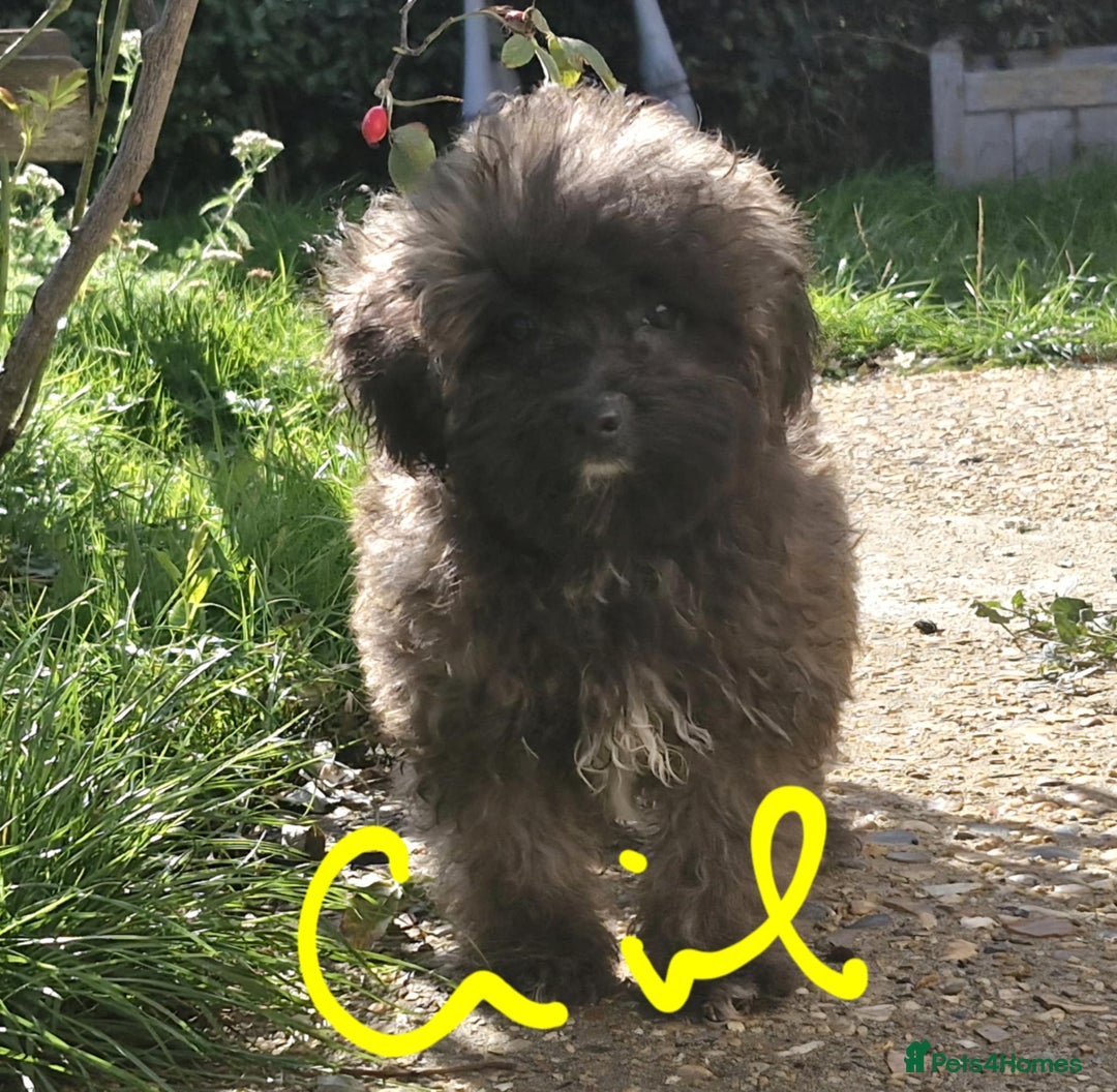 Maltipoo dogs for sale: Beautiful MALTIPOO Puppies - Reduced! - Image 9