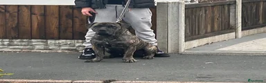 Presa Canario Puppy 1