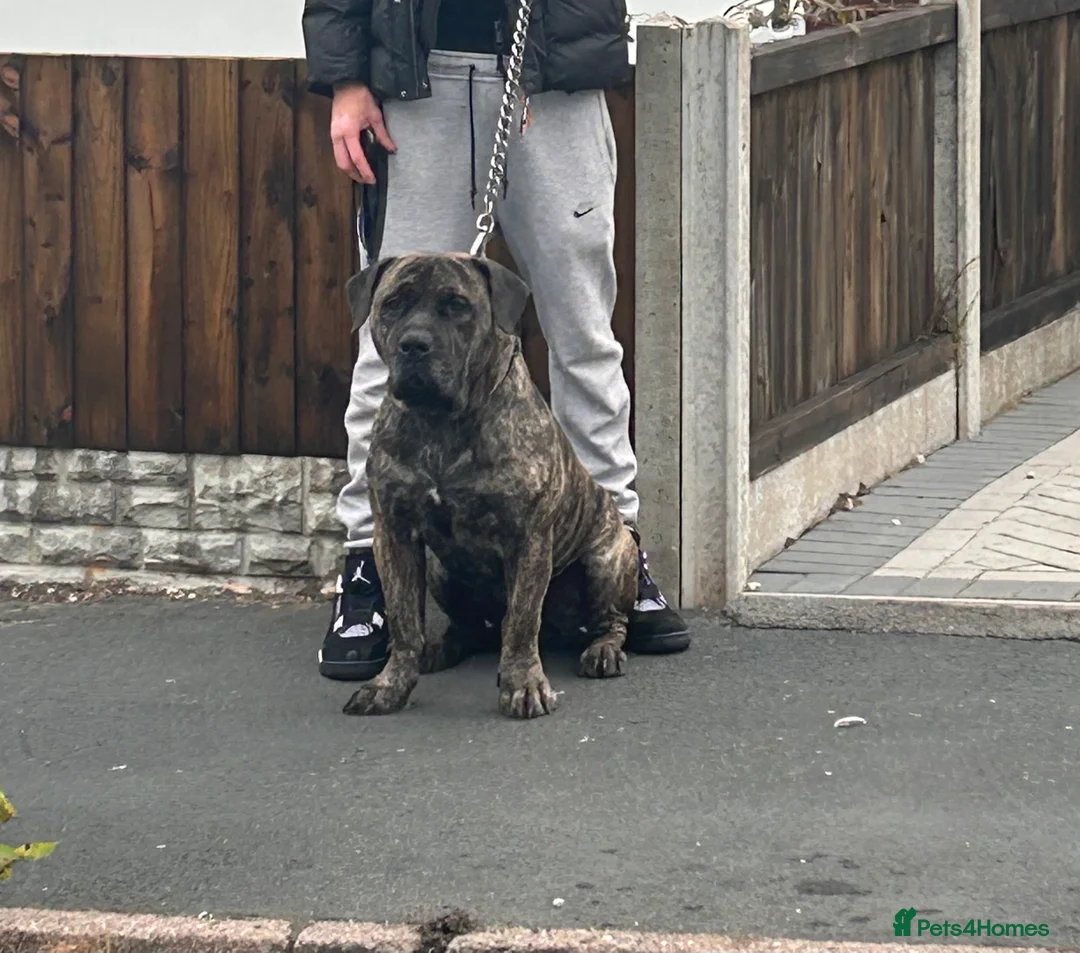 Presa Canario dogs for sale: 4 year old press male for sale in Oldbury - Advert 1
