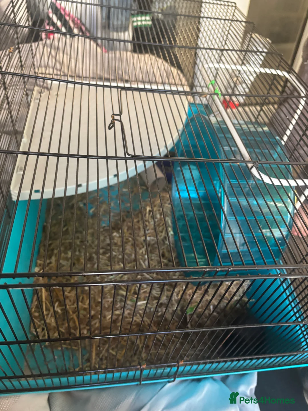 Guinea Pig rodents for sale: hamster  - Advert 4