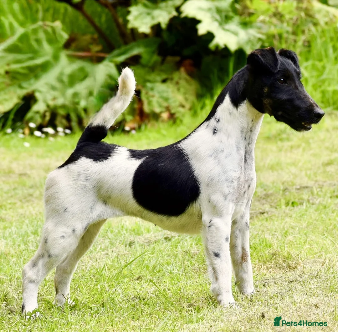 Fox Terrier dogs for sale: Smooth fox terrier  - Advert 2