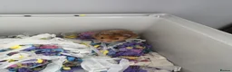 Hamster rodents for sale: Syrian Hamster Including Cage, Food, wool in Morecambe - Advert 7
