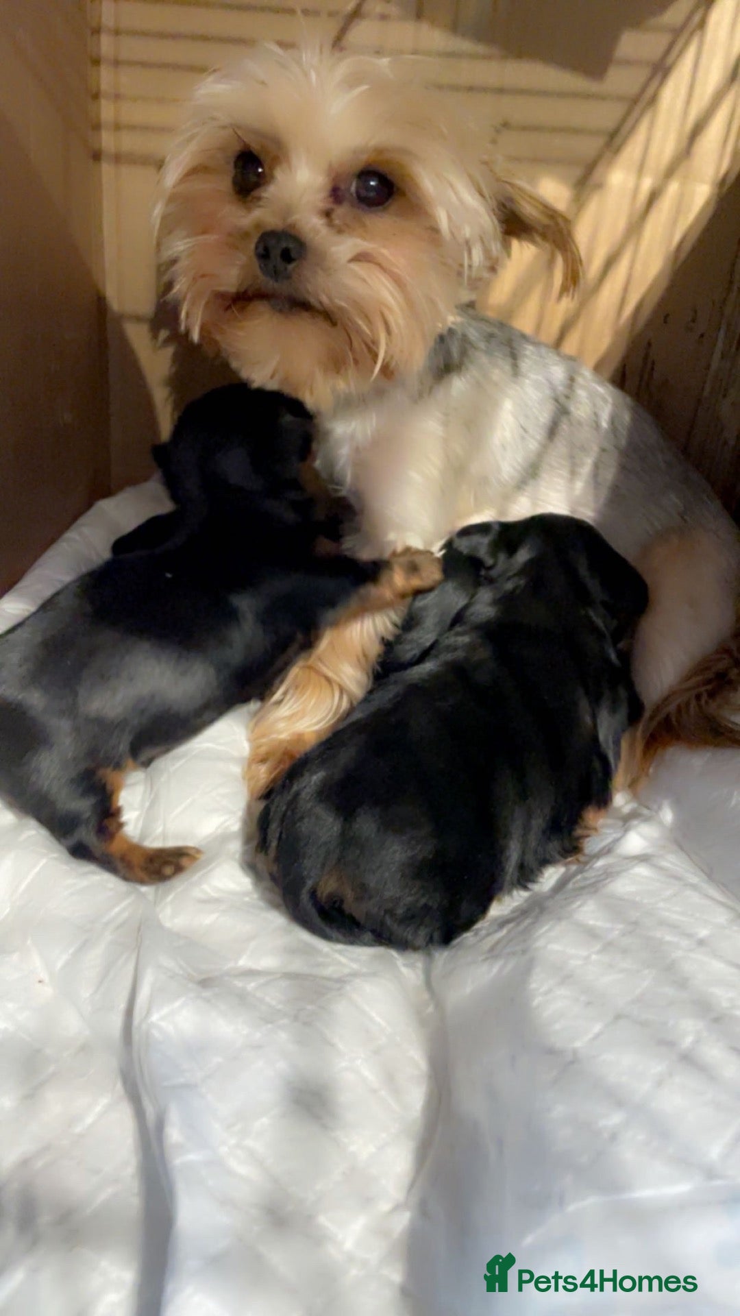 Yorkshire Terrier dogs mini YORKSHIRE TERRIER - Advert 4